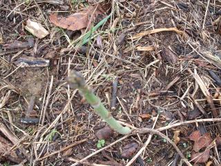 6180_asparagus.jpg
