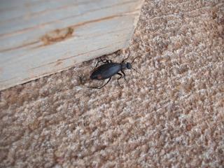 6180_black_beetle.jpg