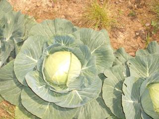 6180_cabbage.jpg