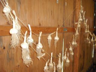 6180_garlic_hanging.jpg