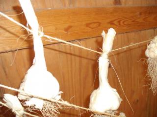 6180_garlic_hanging_2.jpg