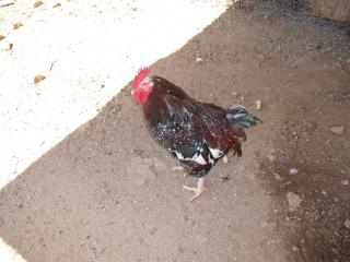 6180_rooster_molt.jpg