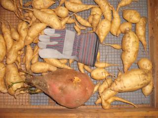 6180_sweet_potato_2.jpg