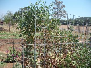 6180_trellis_stacked.jpg