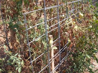 6180_trellis_stakes.jpg