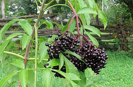 6215_elderberry_sambucus.jpg