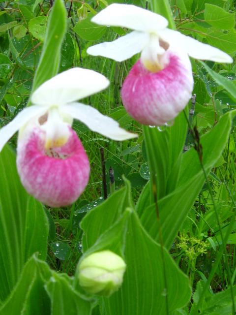 6215_june2010_098.jpg