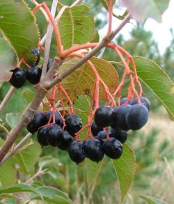 6215_nannyberry.jpg