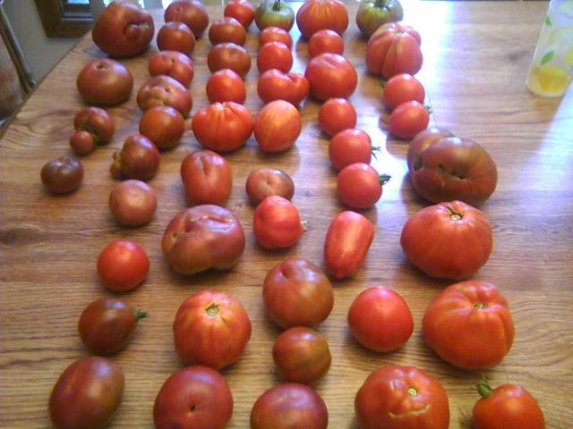 6215_tomatoes.jpeg