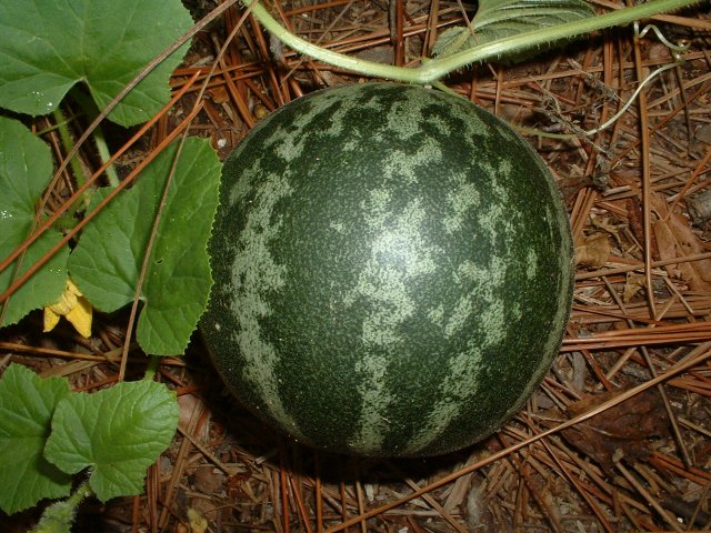 What is a tiger melon?