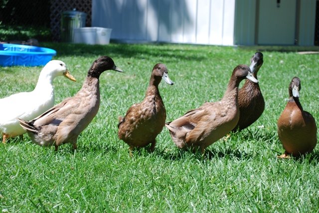 6255_ducks_11_weeks_feathers_turning.jpg