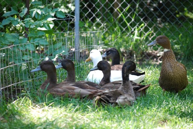 6255_ducks_wanting_in_the_garden_1.jpg