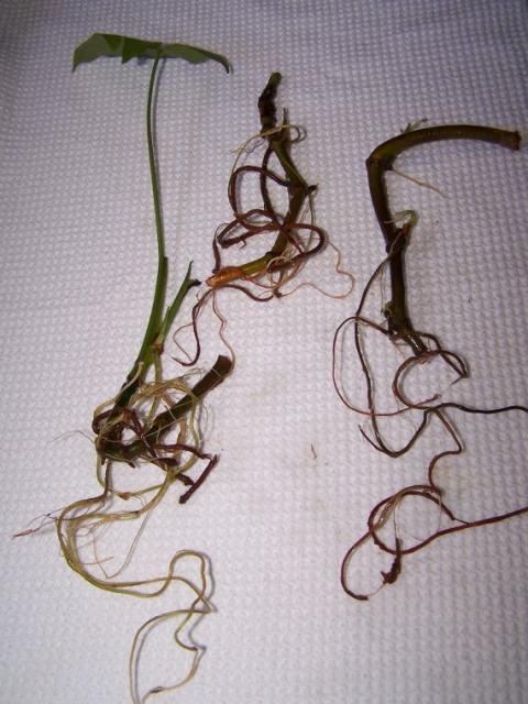 6271_arrowleaf_roots.jpg