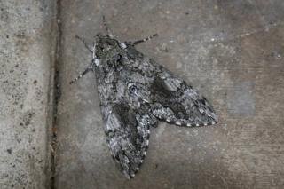 6271_butterfly_or_moth.jpg