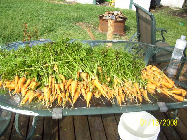 6301_carrots_008.jpg