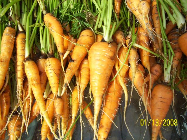 6301_carrots_010.jpg