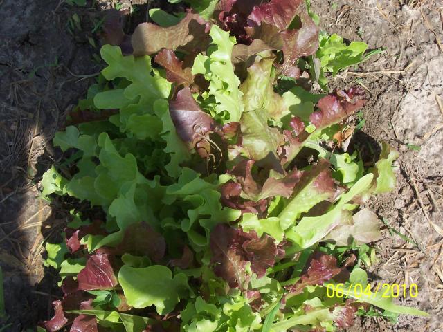 6301_lettuce_20101.jpg