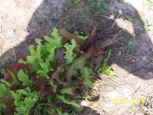 6301_lettuce_20102.jpg