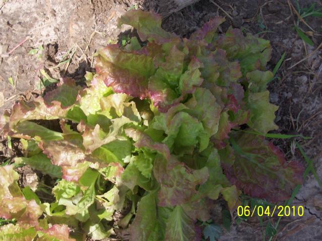 6301_lettuce_20103.jpg