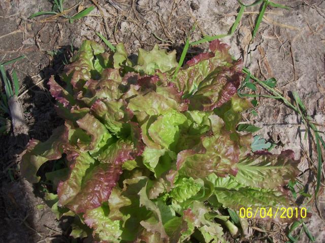 6301_lettuce_20104.jpg