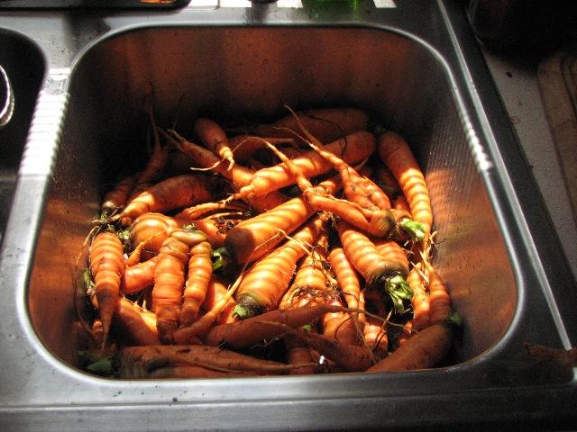 6307_carrotts_001.jpg