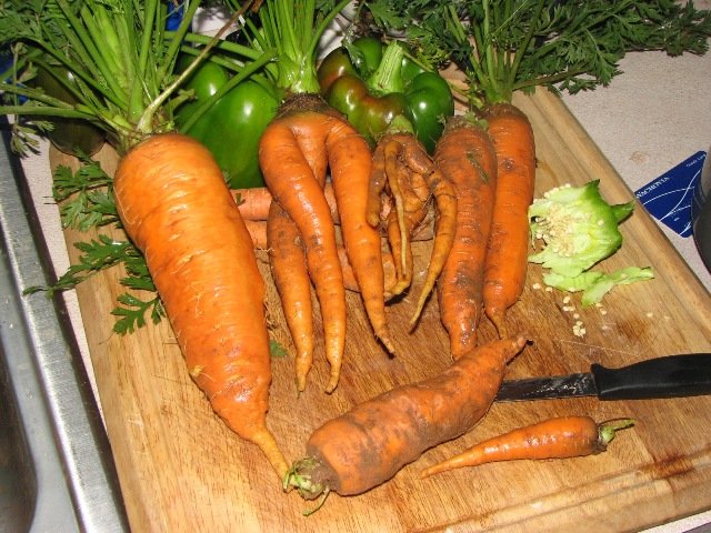 6307_carrottt.jpg