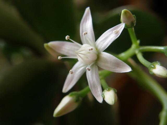 6387_jade_flower.jpg