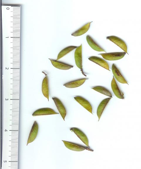 6396_jasmine_seeds.jpg