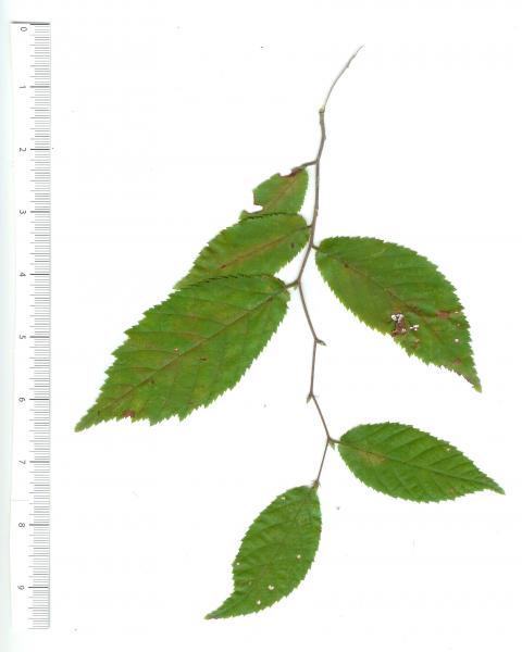 elm tree bark identification. elm tree bark identification. red elm tree bark. elm tree; red elm tree bark. elm tree. mikethebigo. Apr 6, 01:28 PM. Wirelessly posted (Mozilla/5.0 (iPhone