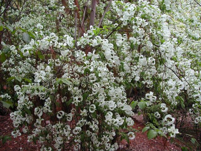 6460_mexicandogwood.jpg