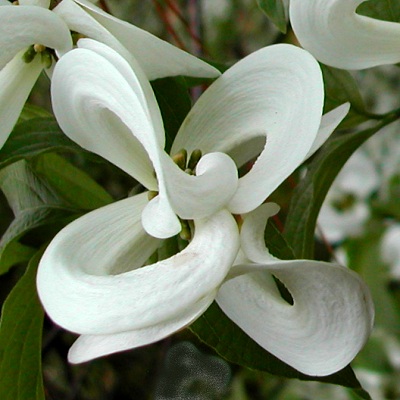 6460_mexicandogwoodcloseup.jpg