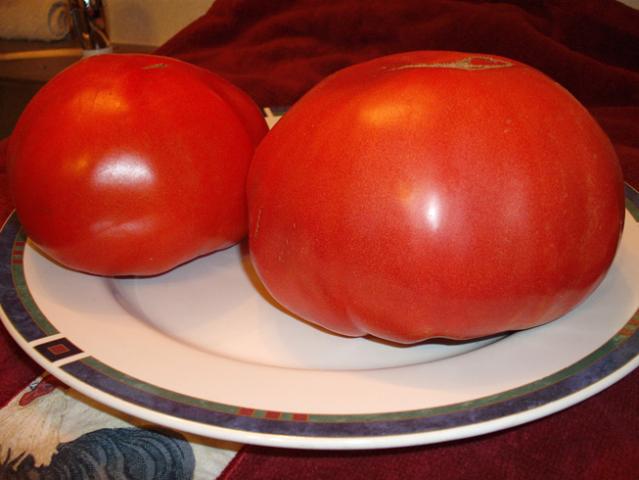 6486_tomato.jpg