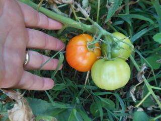 6488_july_9_2012_gardening_photos_001.jpg