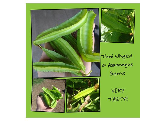 6500_asparagus_beans.jpg