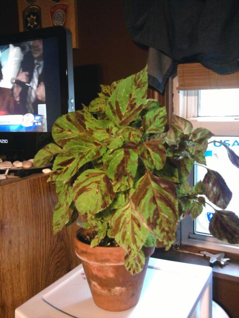 6508_huge_coleus.jpg