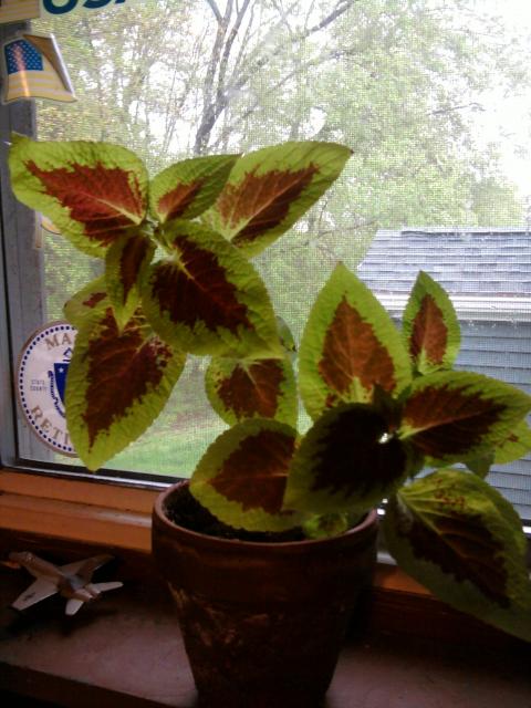 6508_indoor_coleus.jpg