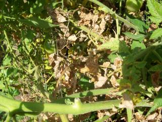 Why are my tomato leaves turning yellow?