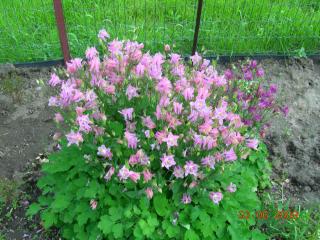 6557_columbine1.jpg