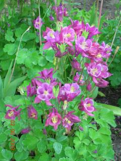 6557_columbine3.jpg