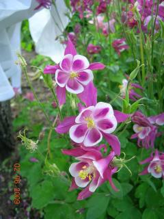 6557_columbine5.jpg