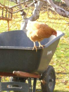 6557_wheelbarrow_rider.jpg