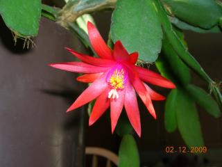 6557_xmas_cactus_2009_1.jpg