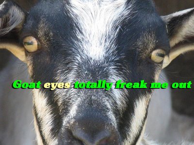 6615_goat_eyes.jpg