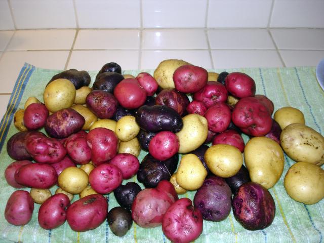 6630_potato_harvest_2011_002.jpg