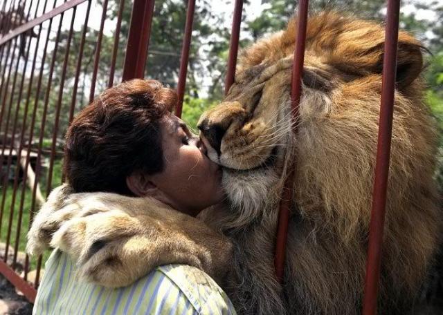 6653_lion_kiss.jpg