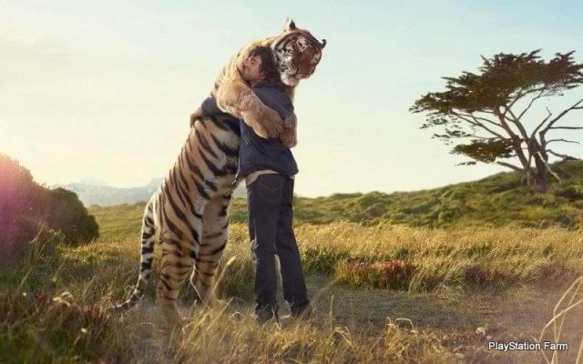 6653_tiger_and_friend.jpg