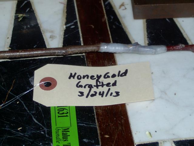 6704_2013honeygoldbounwrapped.jpg