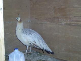 6704_peafeb2013-01.jpg