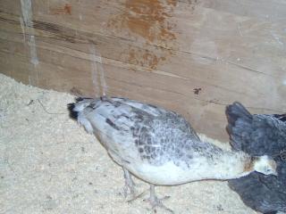 6704_peafeb2013-02.jpg