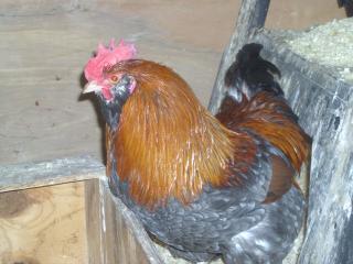 6704_spiceyboifeb2013-03.jpg